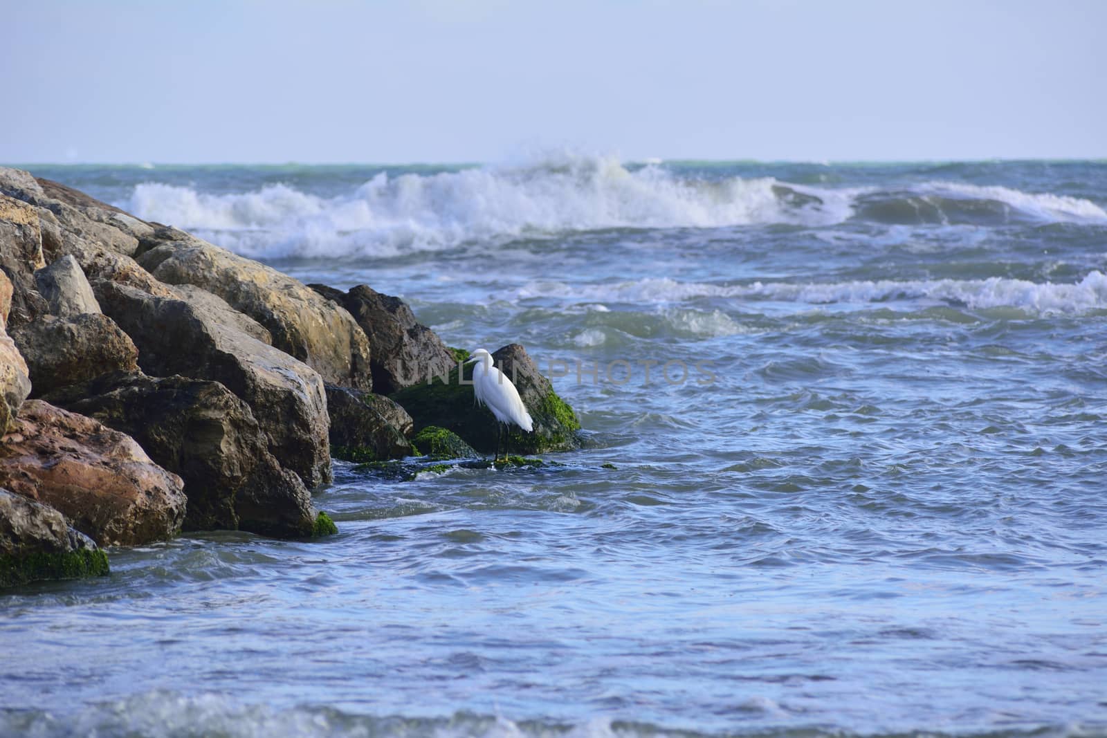 Lonely seagull on some rocks by the sea. by raul_ruiz