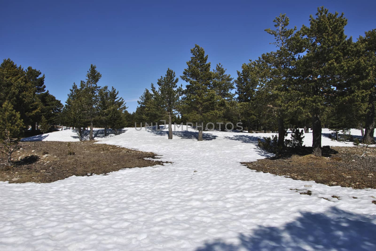 Snowy and cold mountain forest landscape. by raul_ruiz