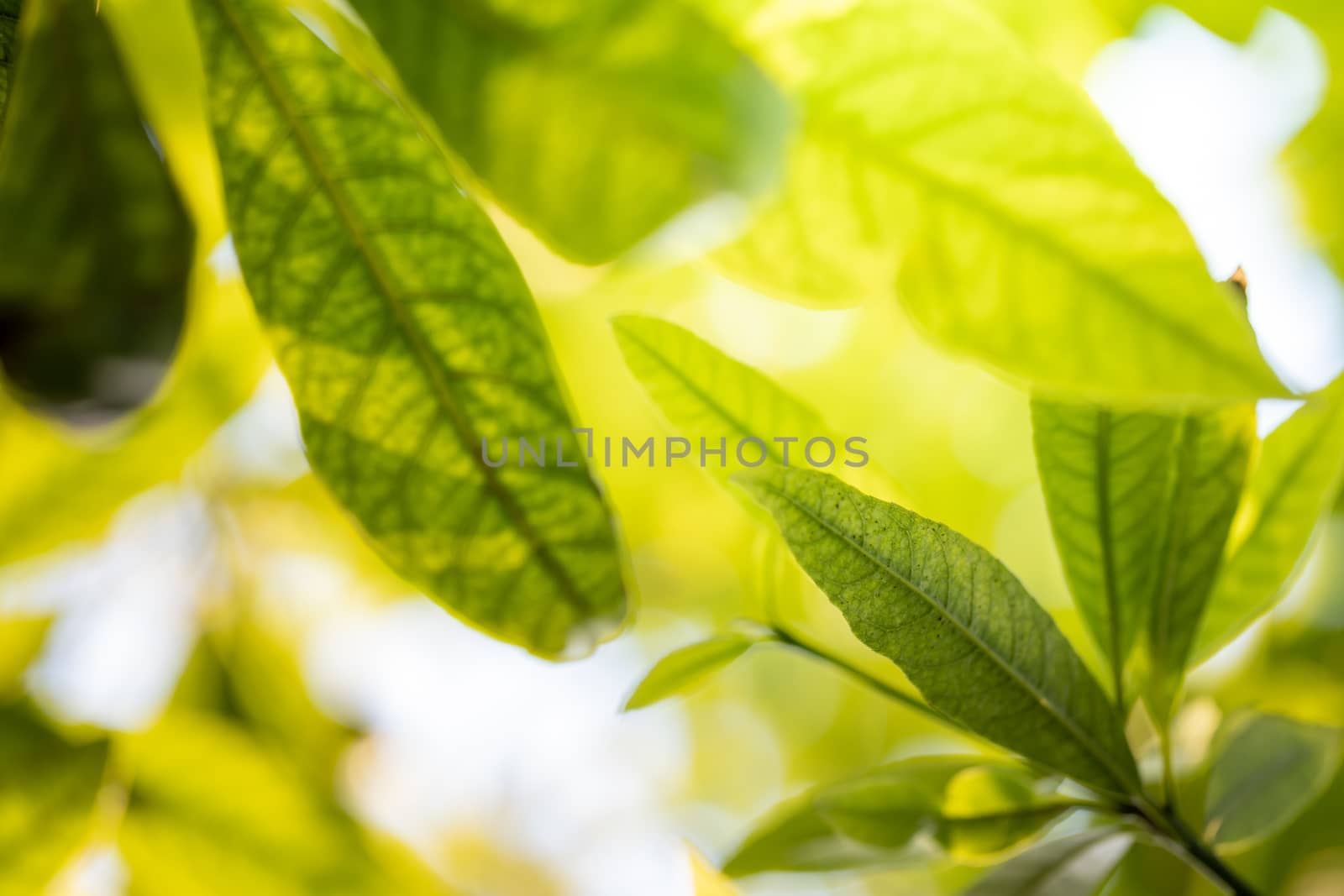 Close Up green leaf under sunlight in the garden. Natural backgr by teerawit