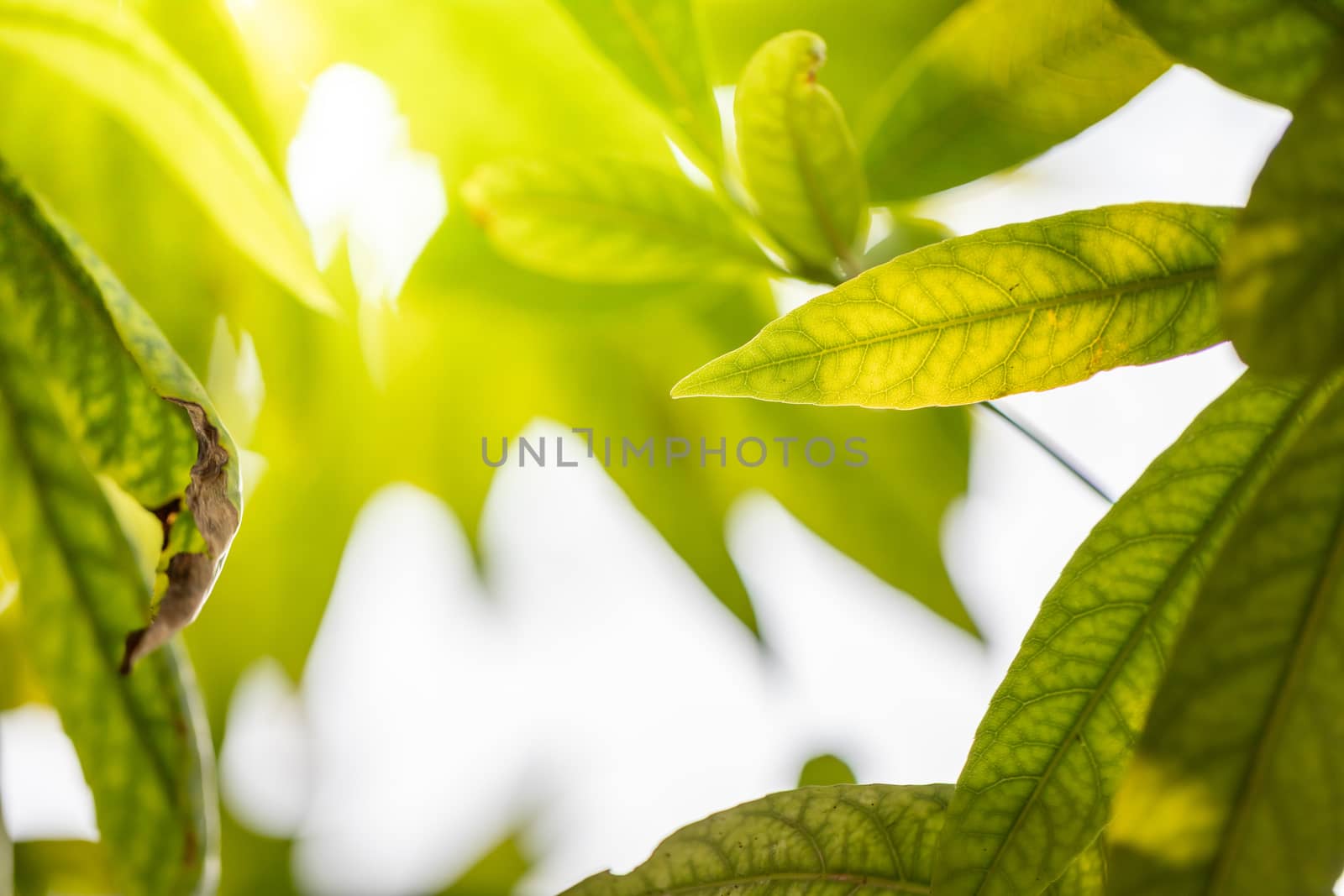 Close Up green leaf under sunlight in the garden. Natural backgr by teerawit