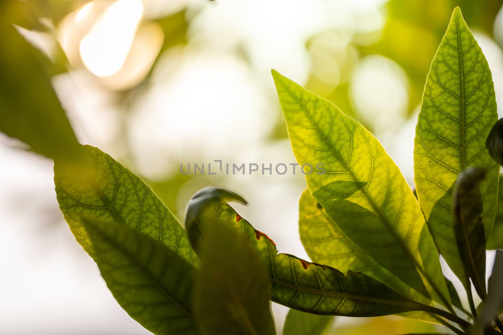 Close Up green leaf under sunlight in the garden. Natural background with copy space.