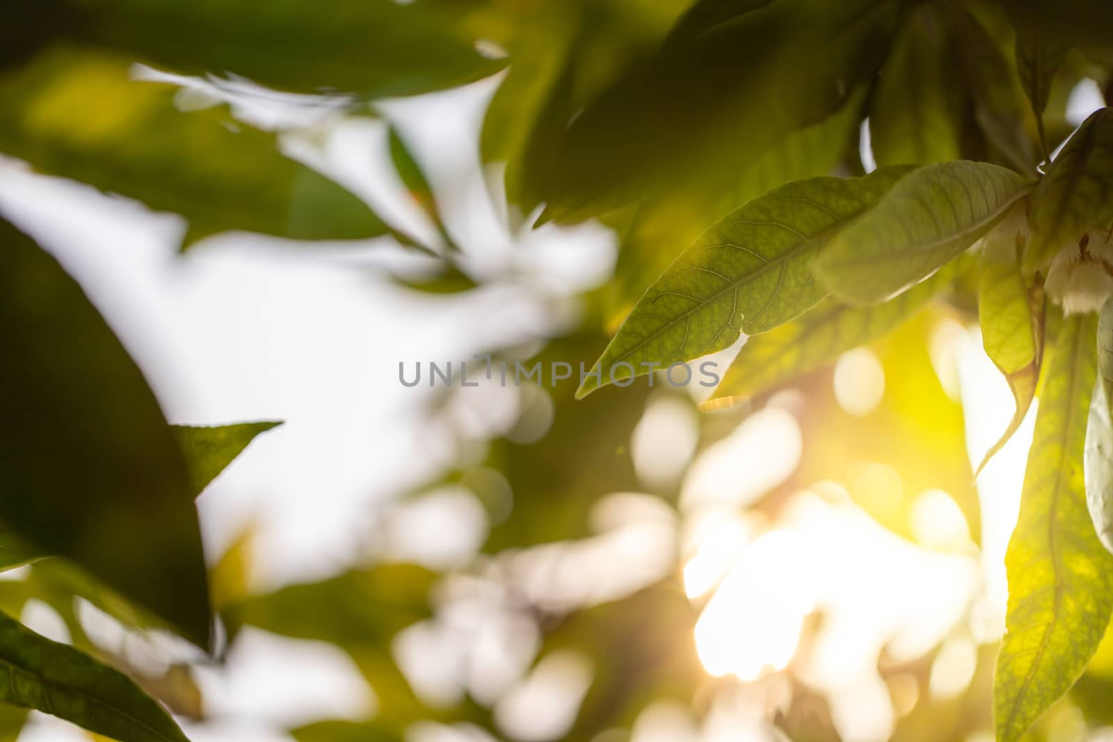 Close Up green leaf under sunlight in the garden. Natural background with copy space.