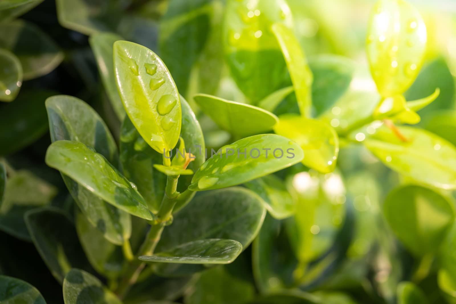 Close Up green leaf under sunlight in the garden. Natural backgr by teerawit