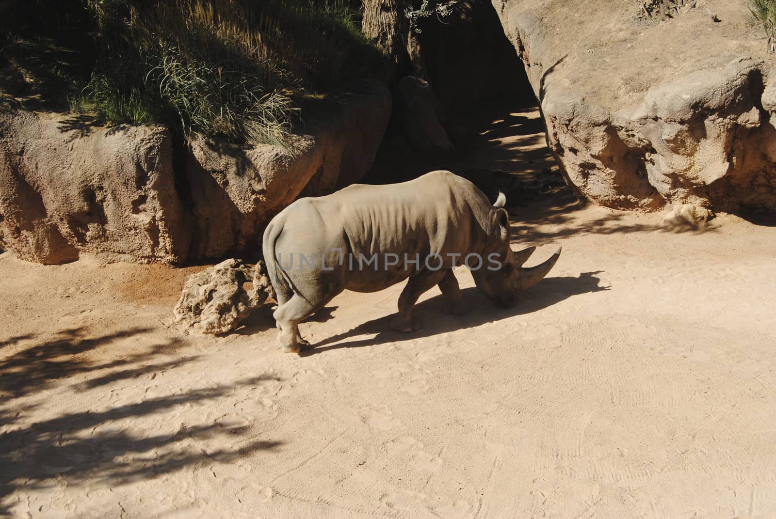 Rhinoceros walking on the sand. by raul_ruiz