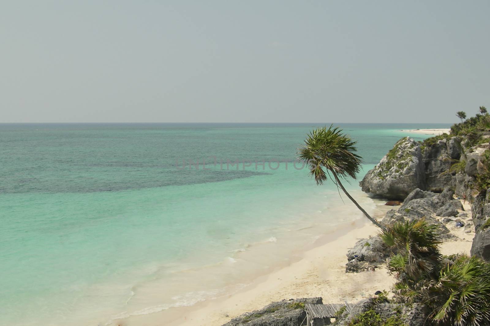 Caribbean beach with palm tree and rocks, blue sky palm tree on the coast