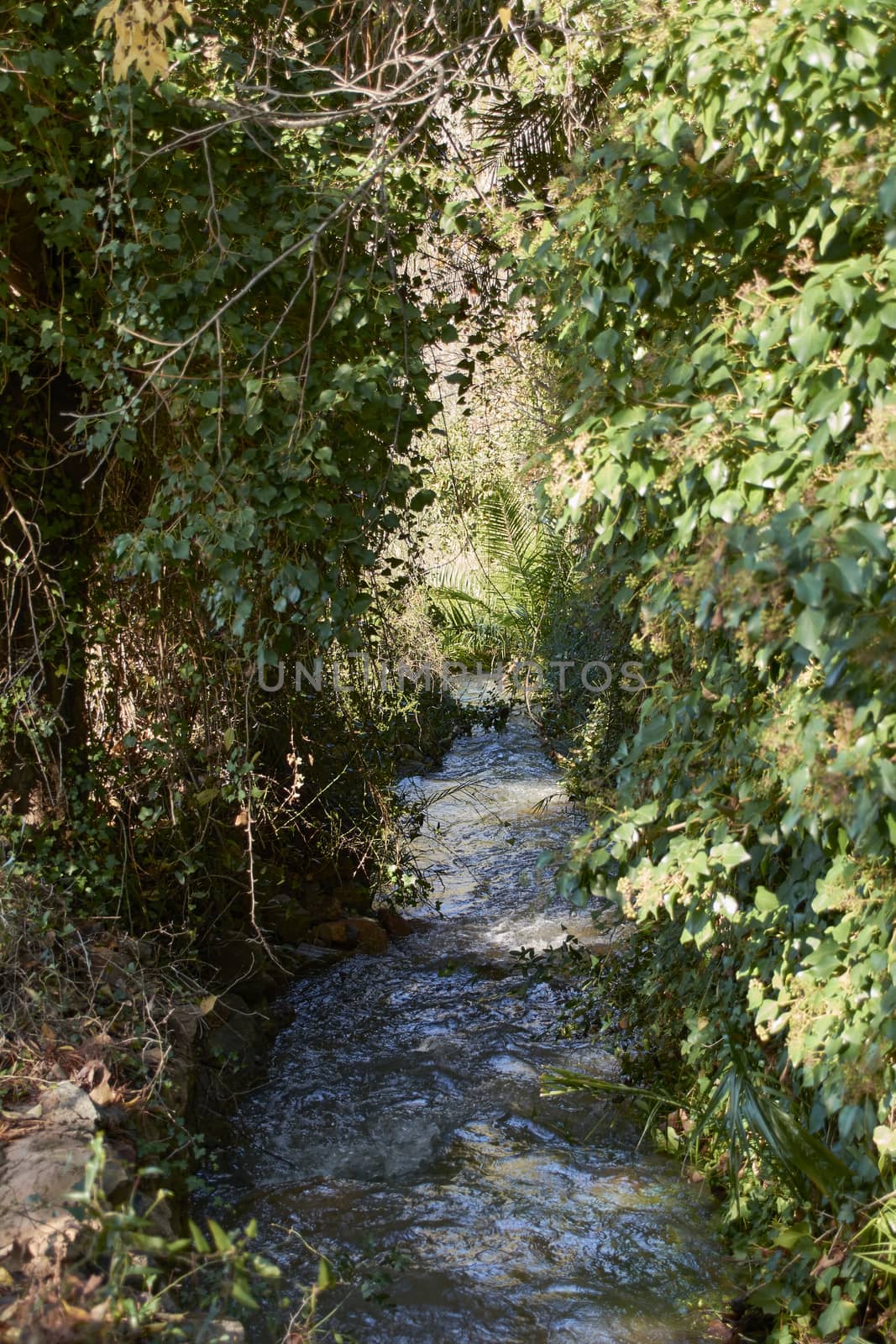 River of turbulent waters through the vegetation by raul_ruiz