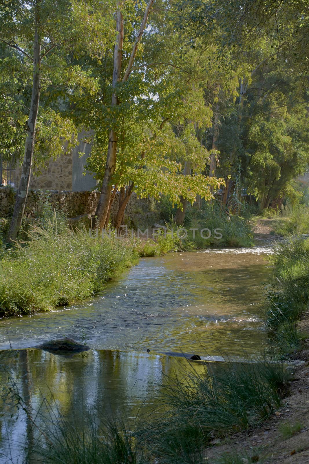 Stream with calm and transparent waters, small waterfall, vegetation and bright light