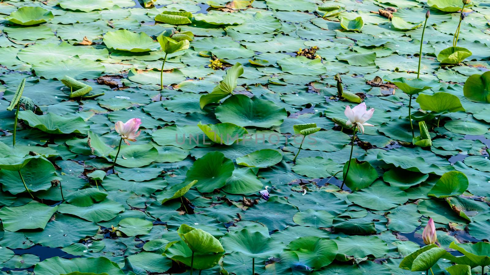 Green lotus water lily flower on pond water surface level in a wetland. Variegated foliage aquatic plant organism. Spirituality meditating peace spirituality symbol. tranquility background decoration