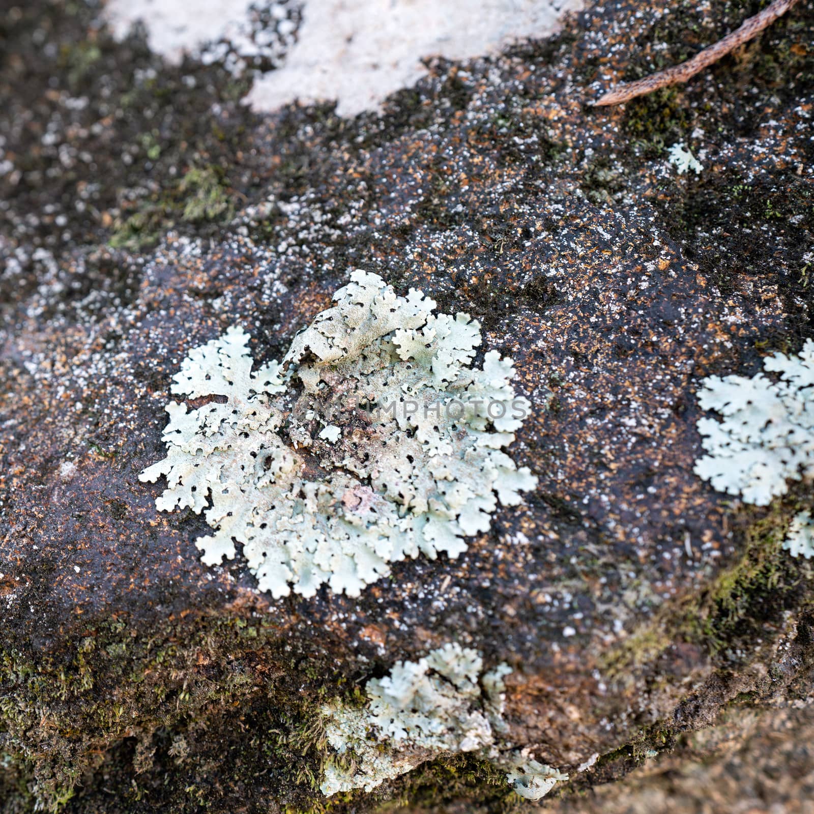 Closeup white parasitic mushrooms grow on the stones. by chadchai_k