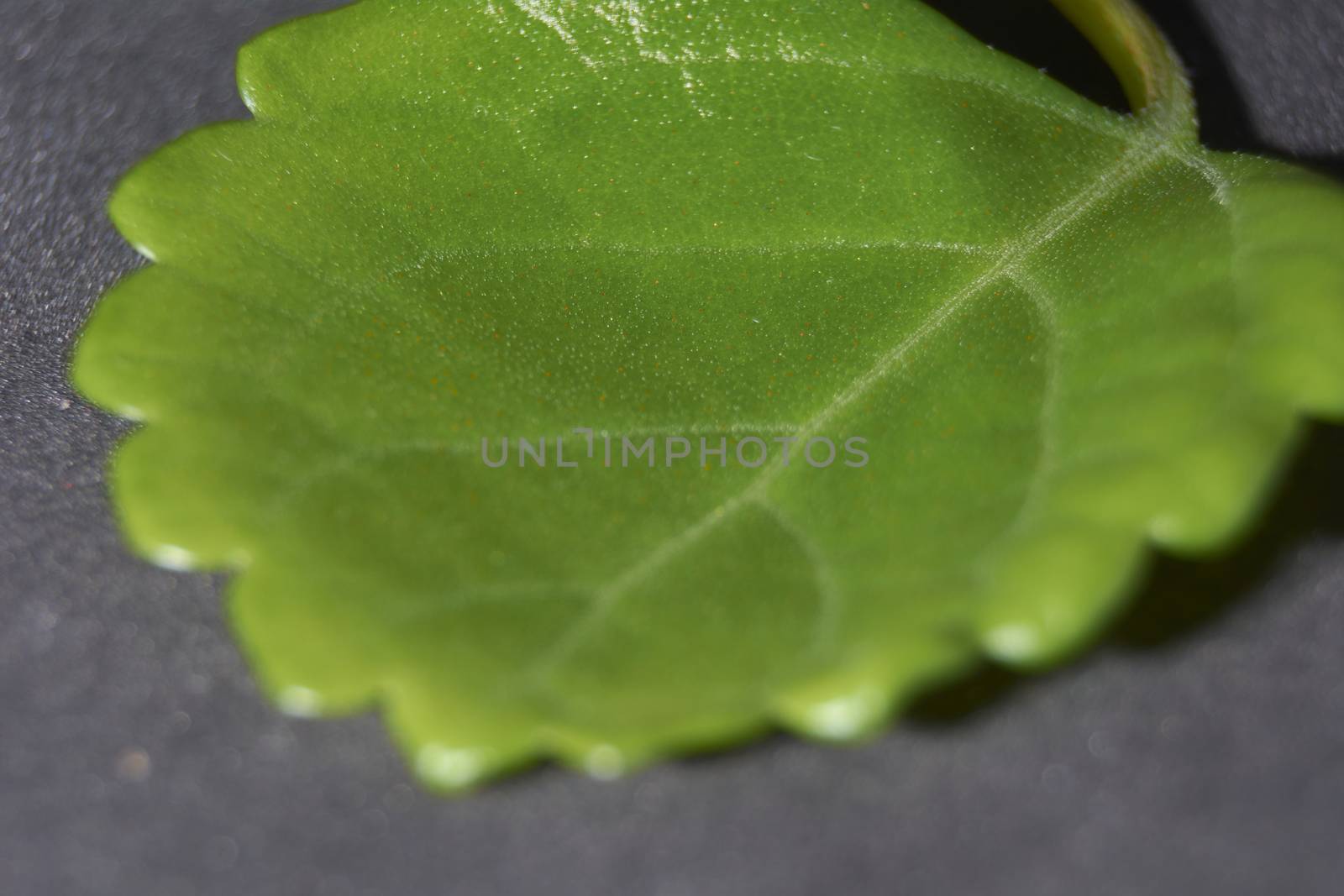 Small green leaf, close-up, macro, details