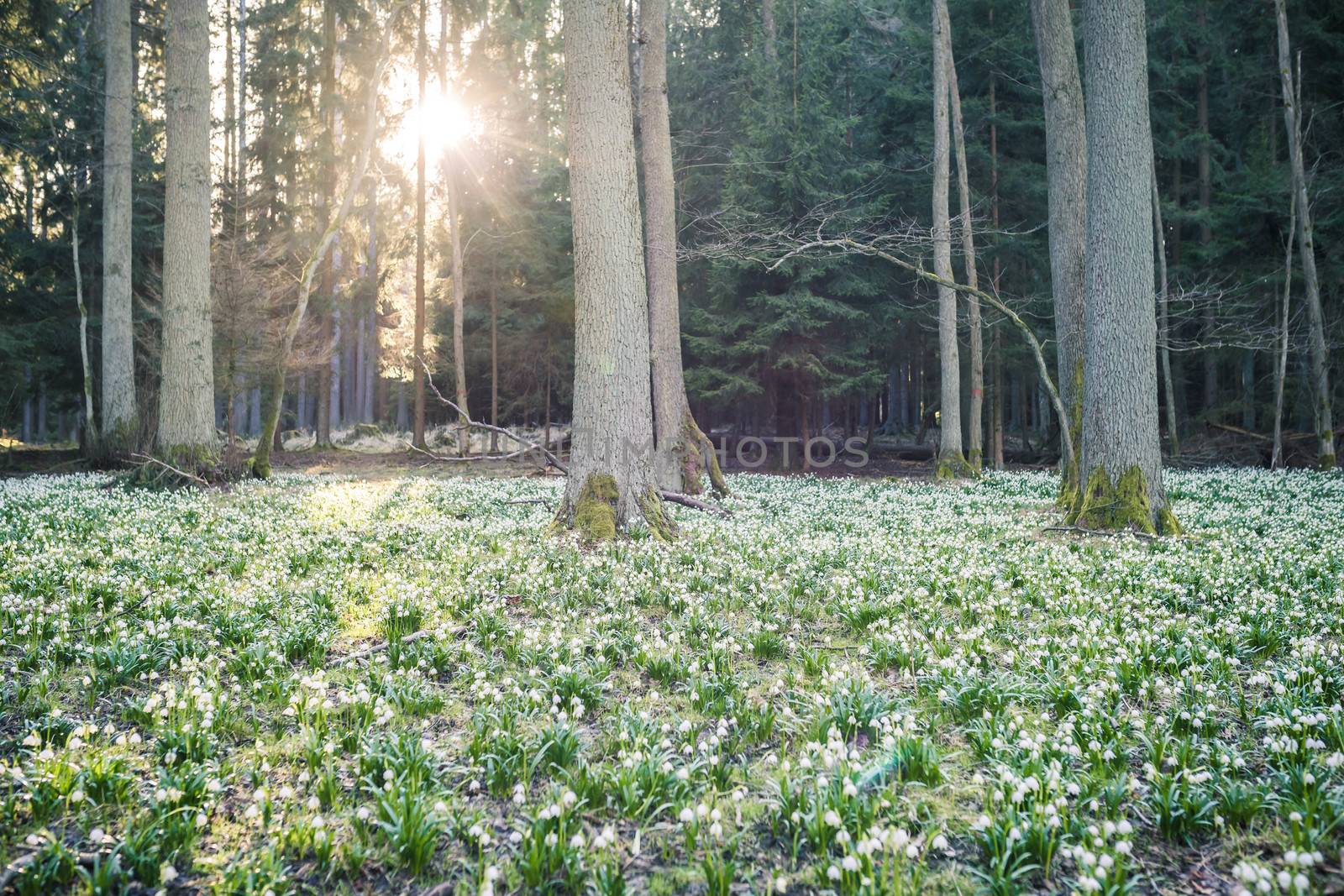 Leucojum vernum, called spring snowflake, in the spring forest. Beautiful carpet of flowering spring snowflake. Spring concept. by petrsvoboda91