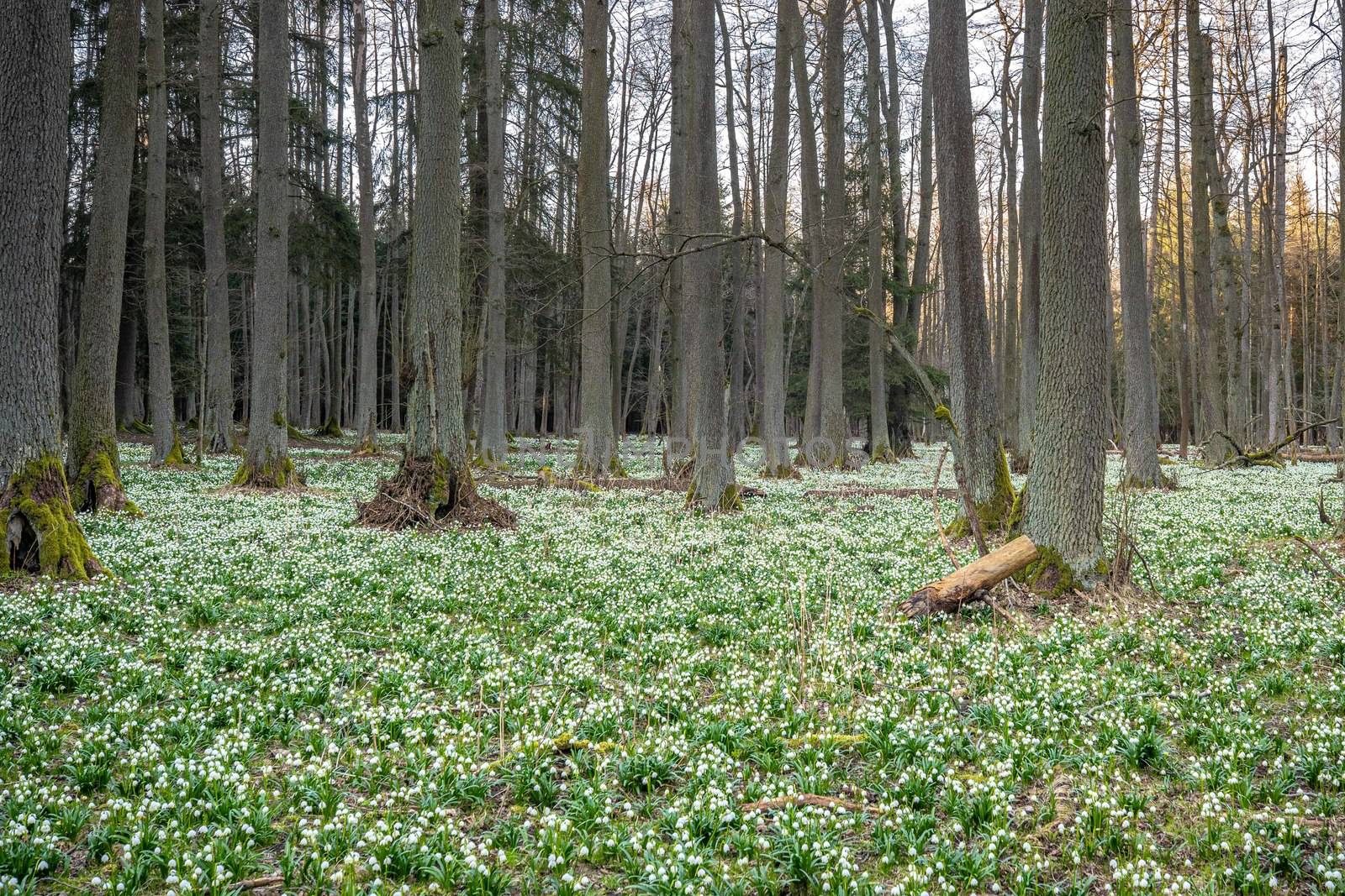 Leucojum vernum, called spring snowflake, in the spring forest. Beautiful carpet of flowering spring snowflake.