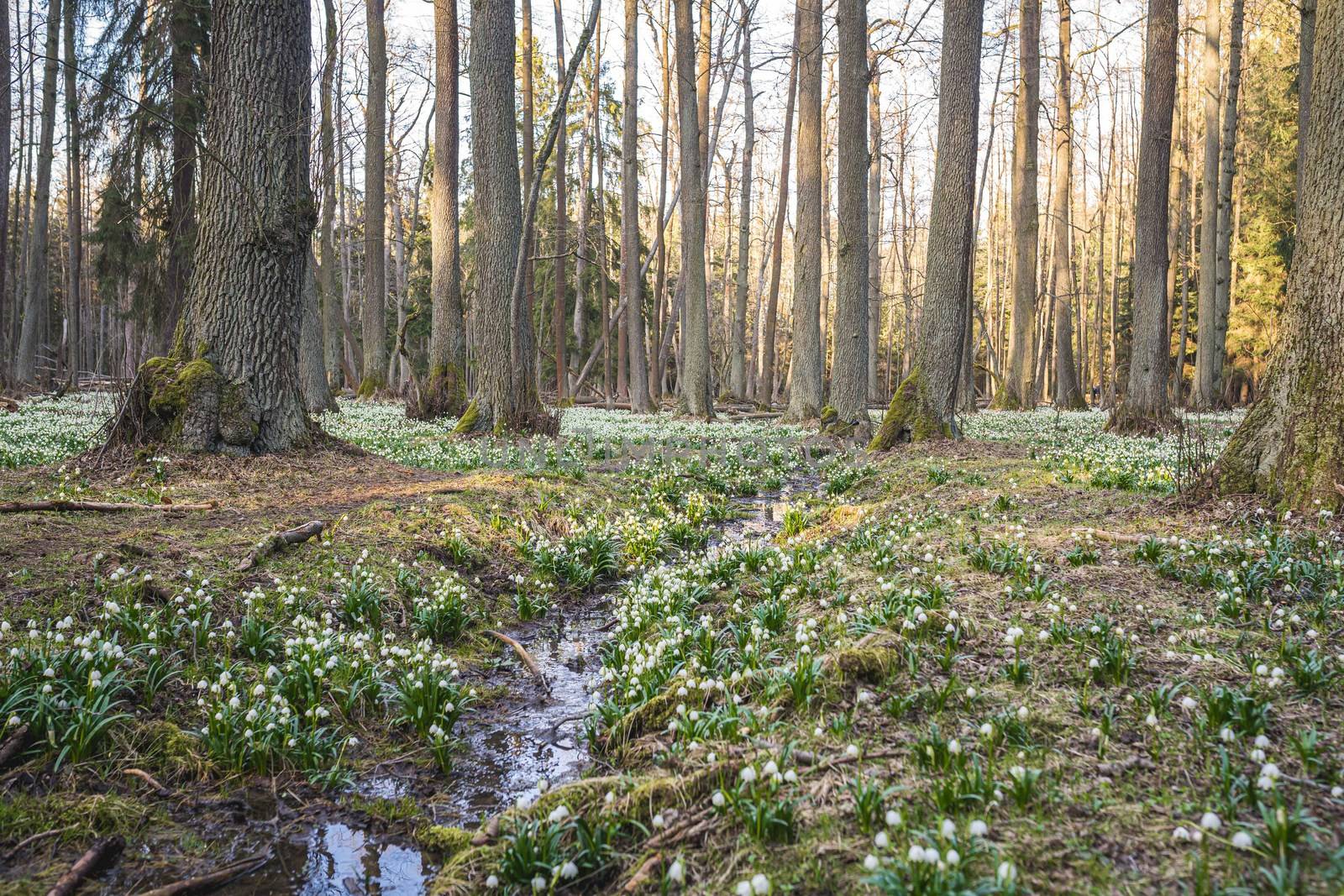 Leucojum vernum, called spring snowflake, in the spring forest. With stream flowing thru the forrest. Beautiful carpet of flowering spring snowflake. Spring concept. by petrsvoboda91