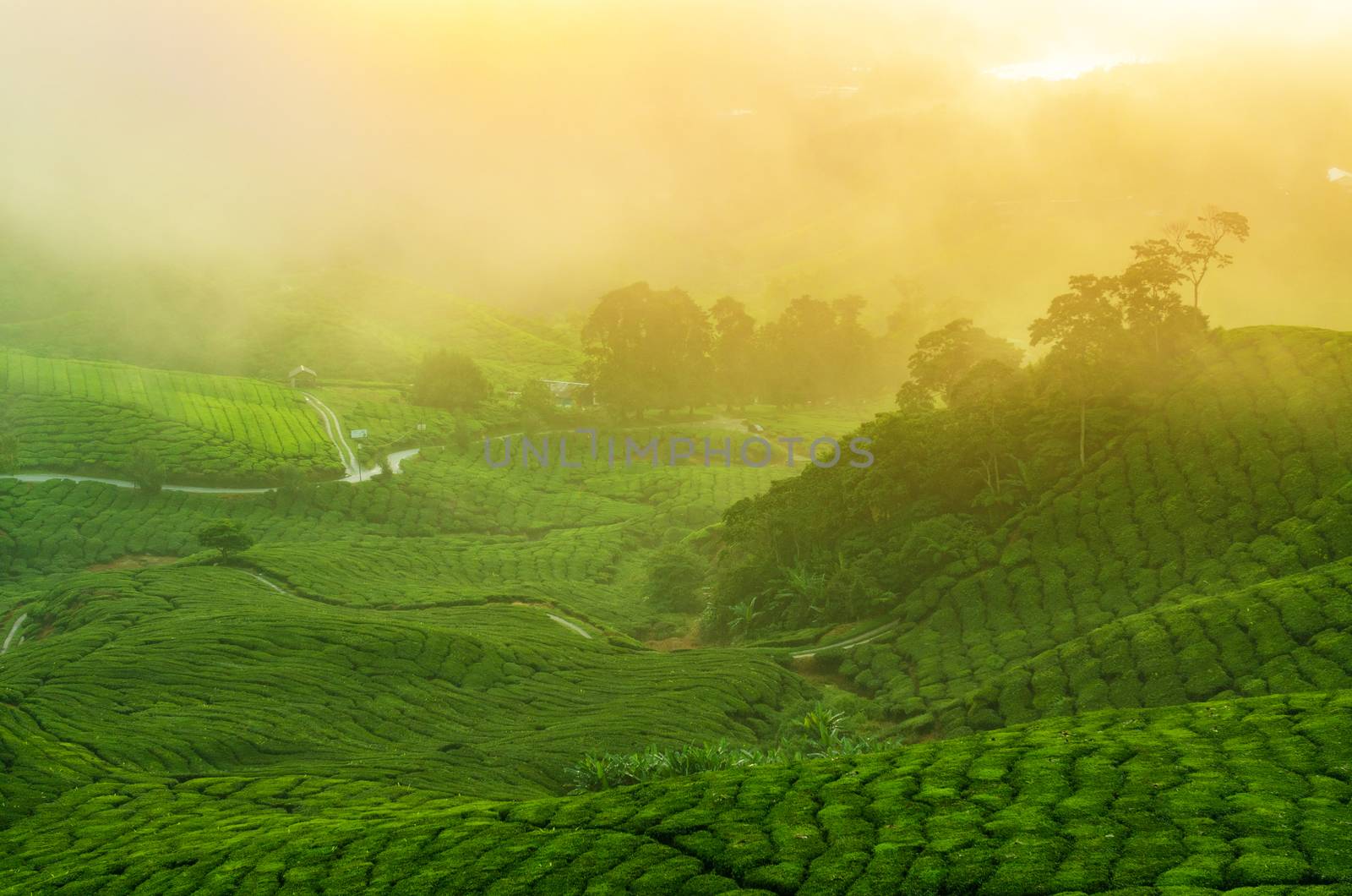 Sunrise view of tea plantation landscape at Cameron Highlands, Malaysia.