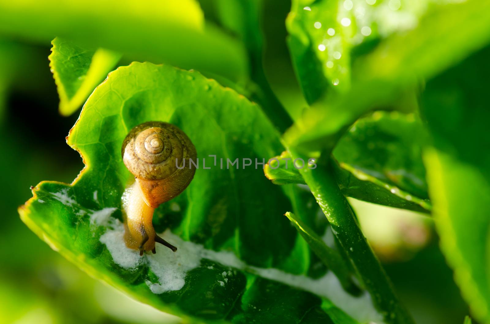 Snail crawling on tea leaf in morning close up.