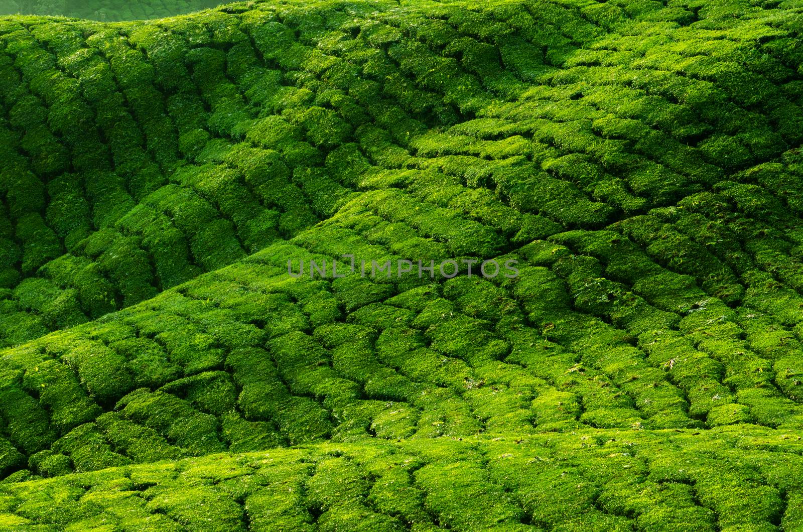 Tea plantation in Cameron Highland  by szefei