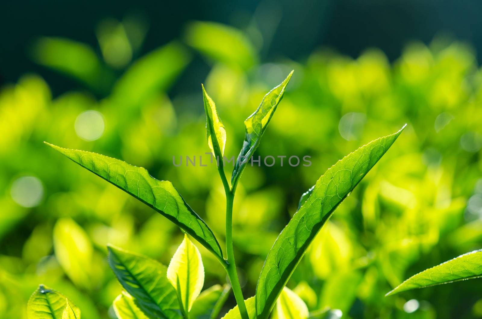 Tea leaf with plantation at the background, morning view.