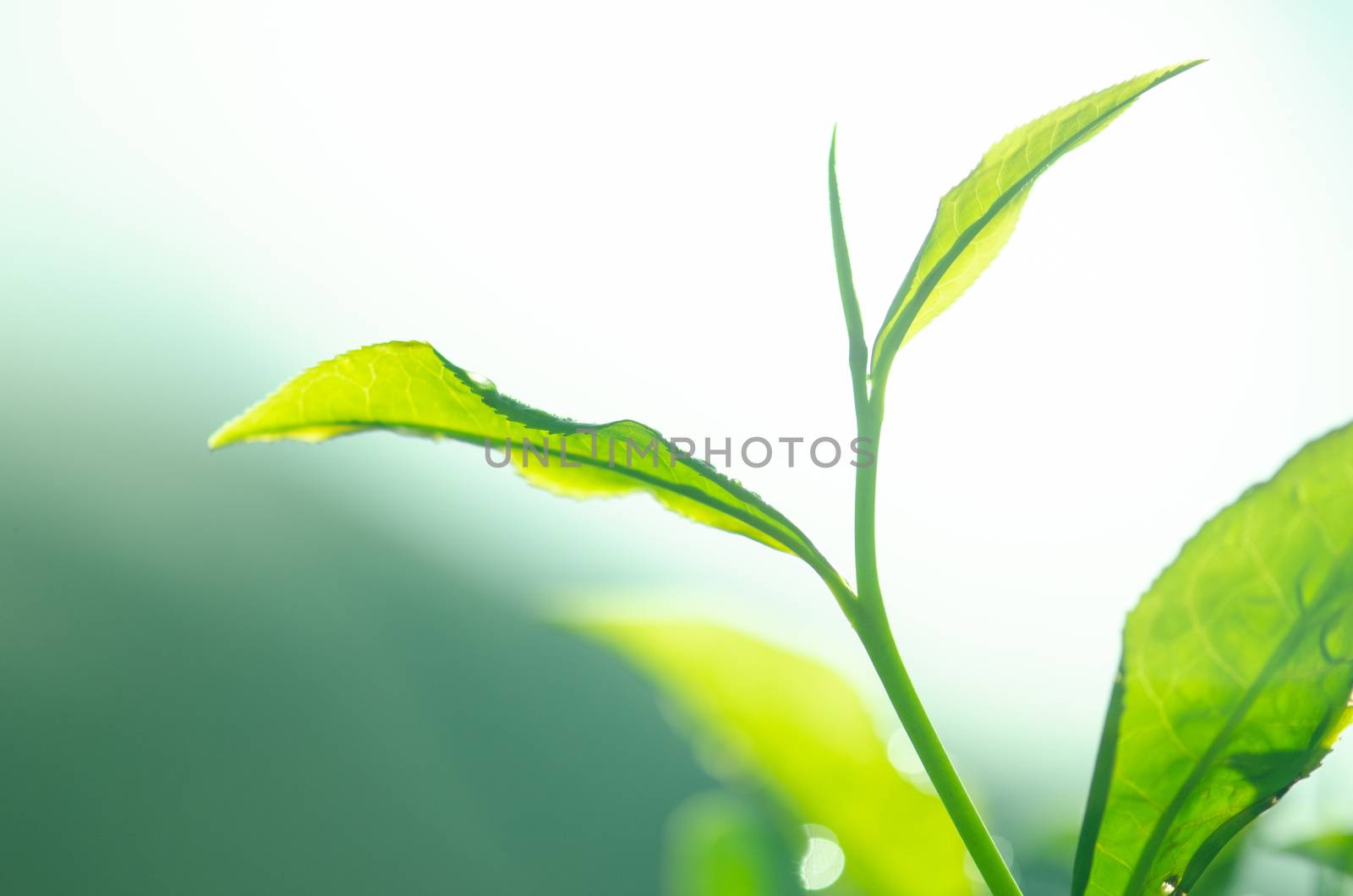 Tea leaf with plantation at the background, morning view.