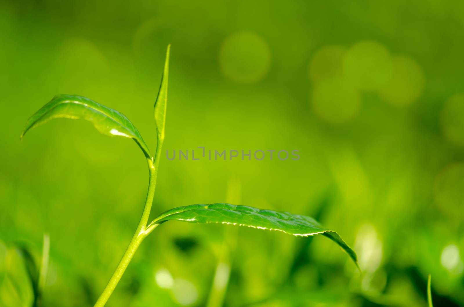 Tea leaf with plantation at the background, morning view.