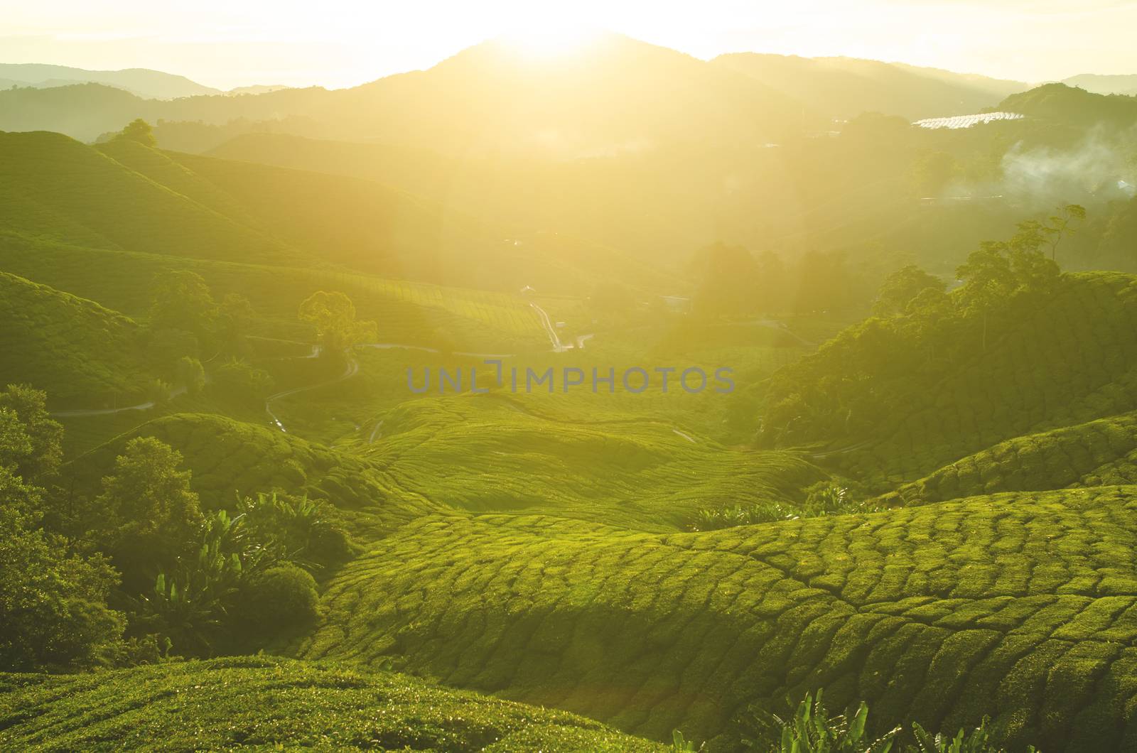 Tea Plantations at Cameron Highlands Malaysia. Sunrise in early morning with fog.