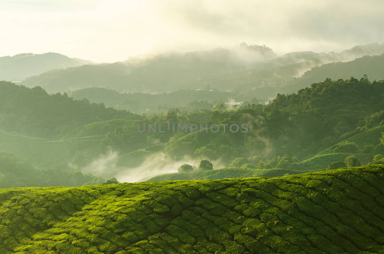 Tea Plantations at Cameron Highlands Malaysia. Sunrise in early morning with fog.