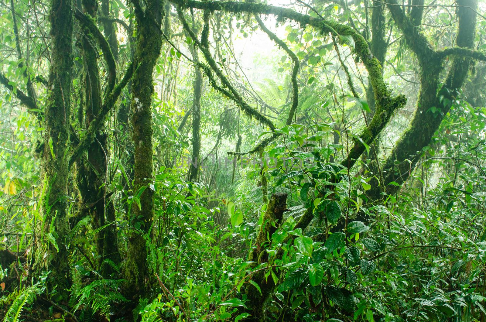 Mossy forest Cameron Highlands by szefei