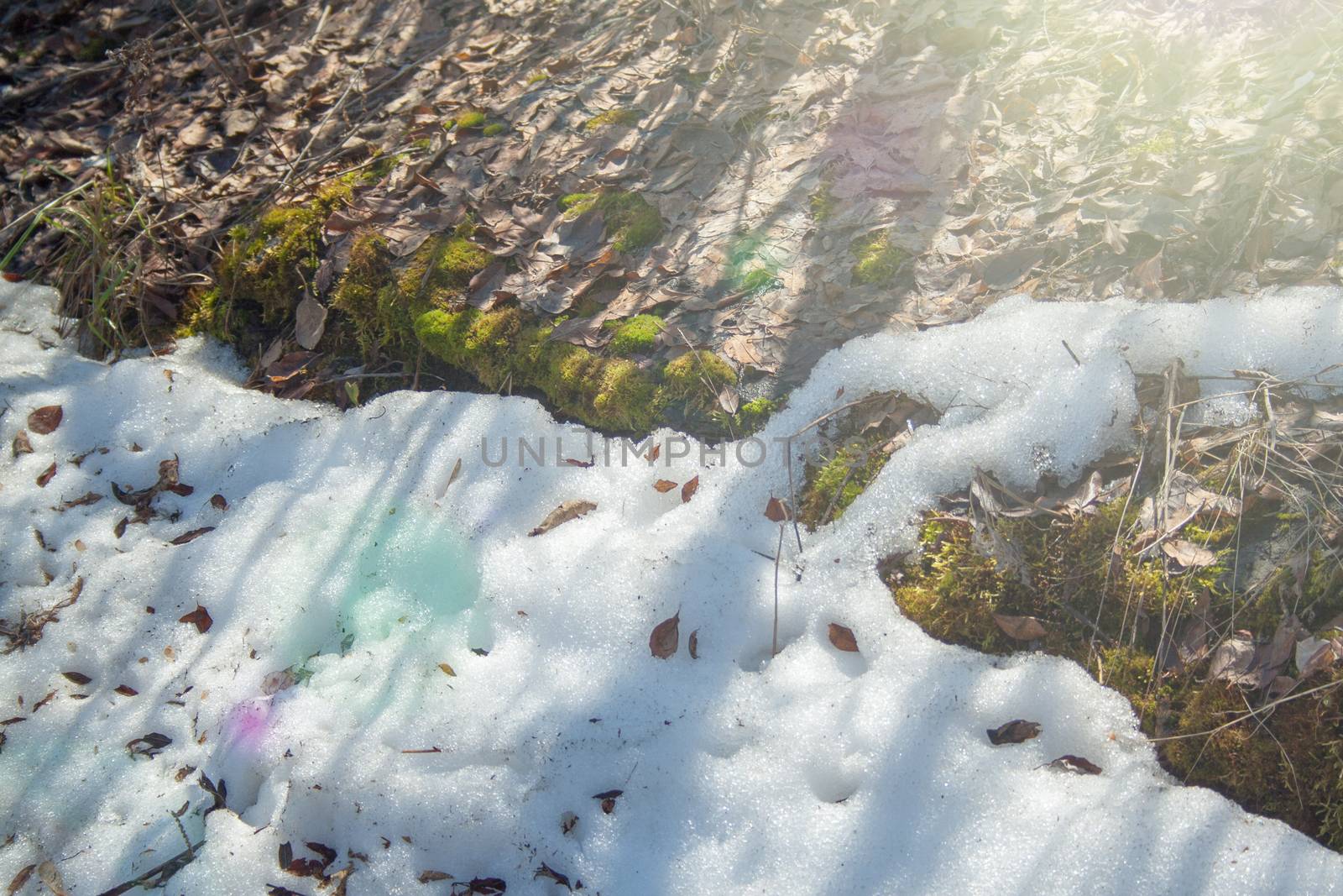 Melting snow with green moss and last year leaves at sunlight