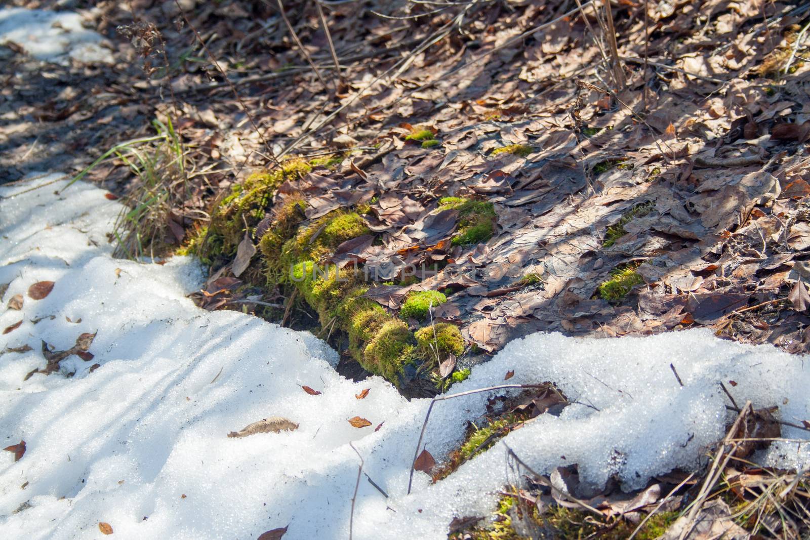 Melting snow with green moss and last year leaves at sunlight