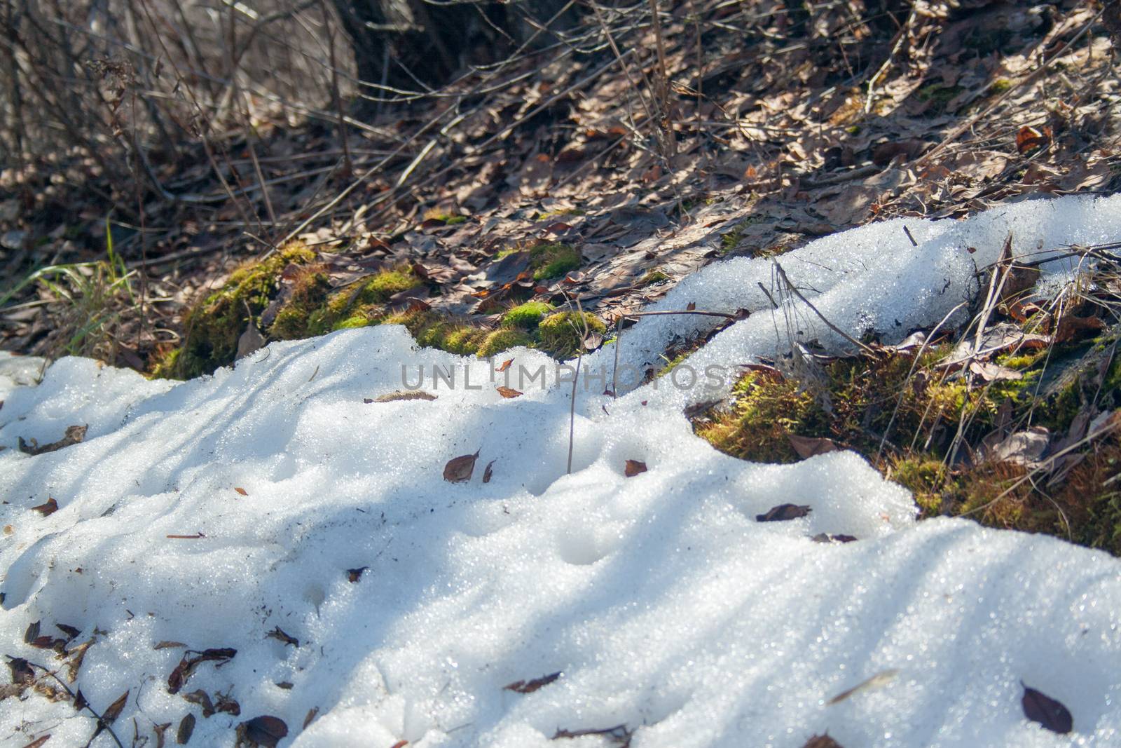 Melting snow with green moss and last year leaves at sunlight