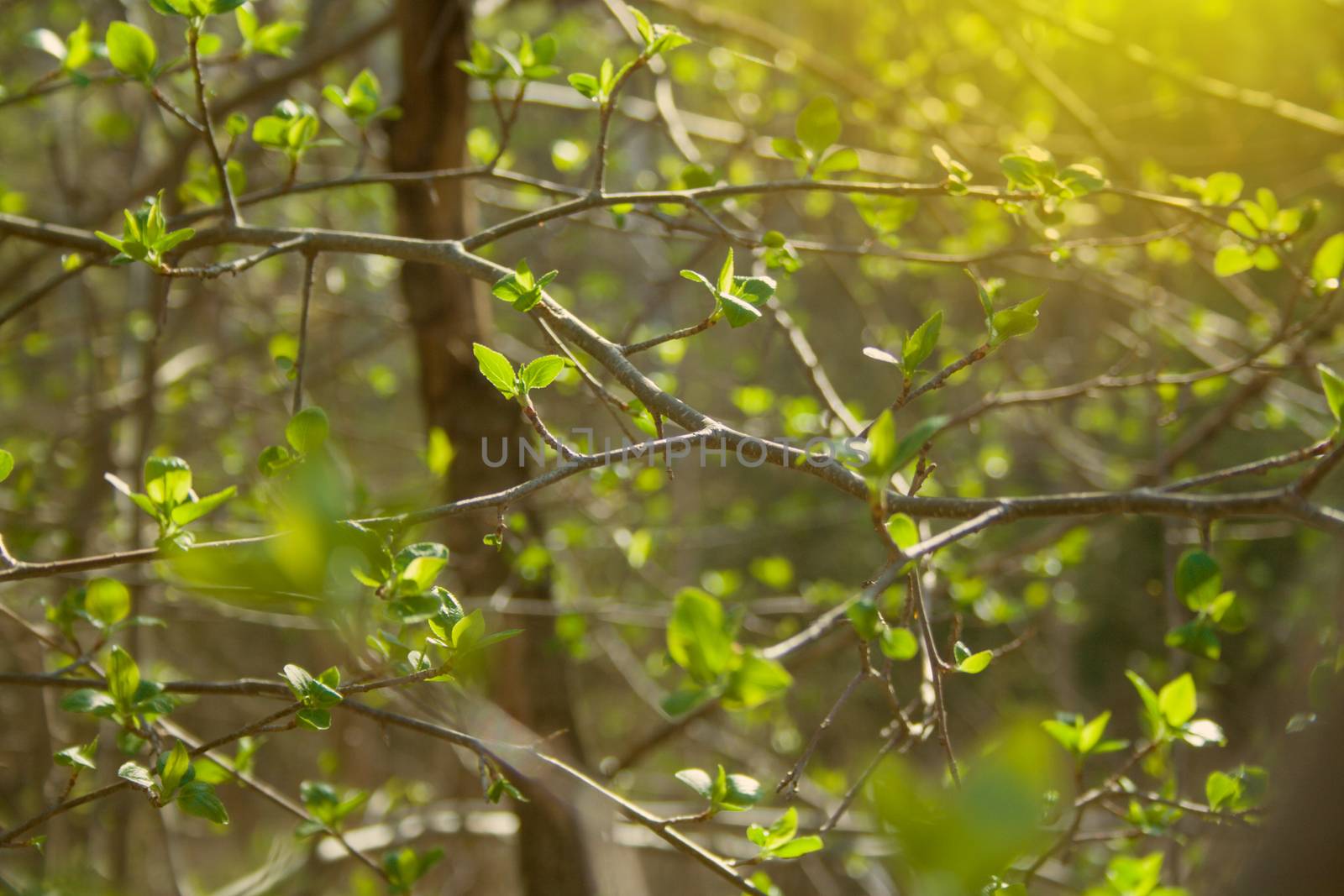 Green branches on sunny day in the forest