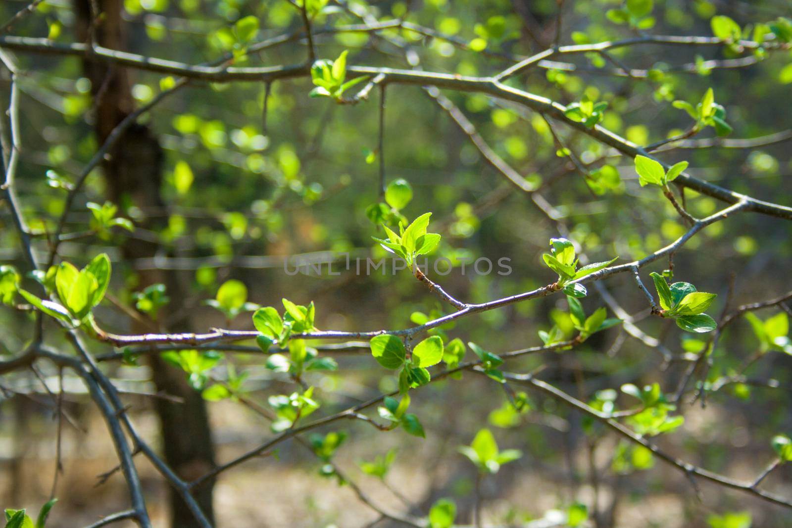 Green branches on sunny day in the forest