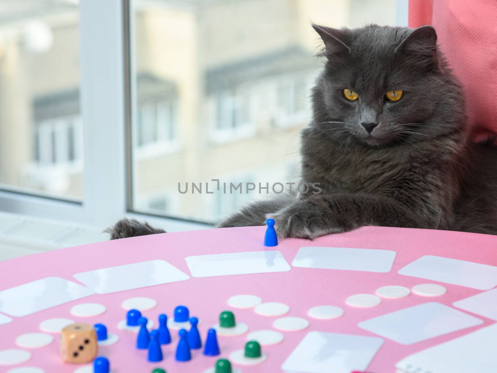 Domestic cat watches as they play a board game at the table