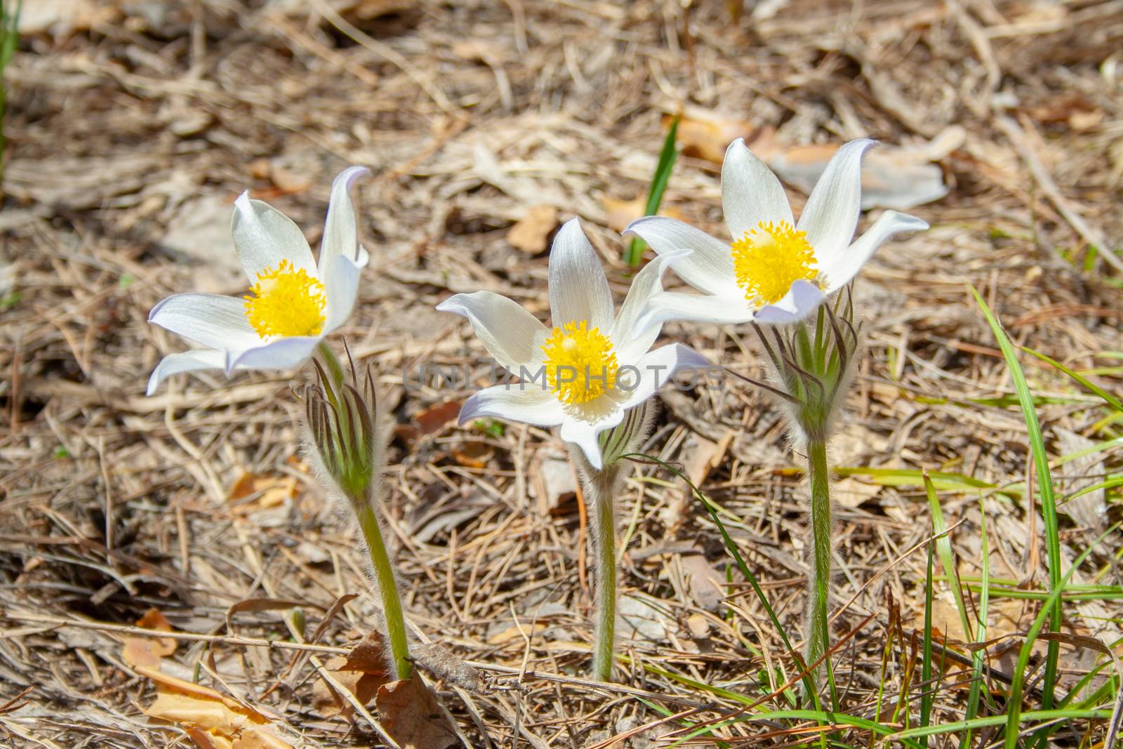 Beautiful spring white group of three flowers pulsatilla grows in the forest at spring day. Pulsatílla praténsis. White first spring flowers of may.