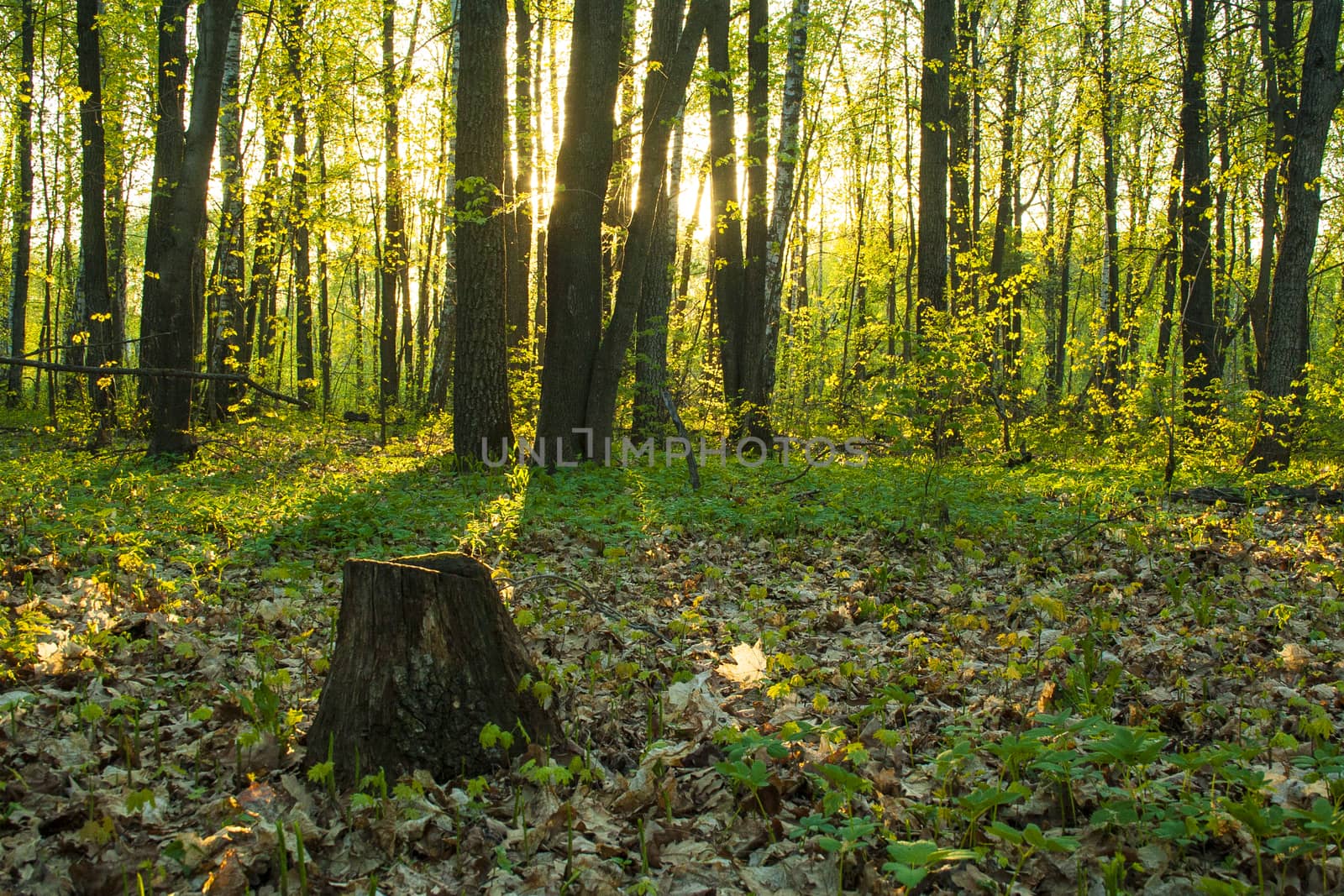 Beautiful evening sunset in the woods with sunrays. Summer forest sunset in orange colors, travel, outdoors.