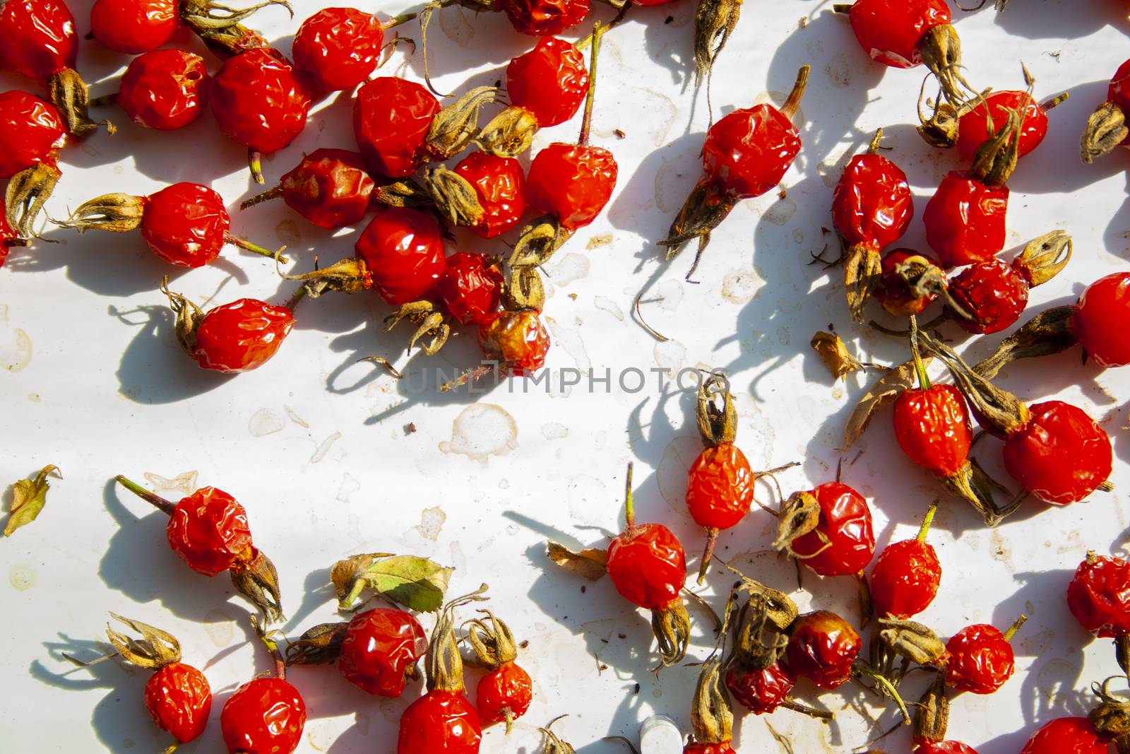 Many rose hips are dried in the sun macro close up. Healthy natural vitamin berries for tea. Natural medical antioxidant