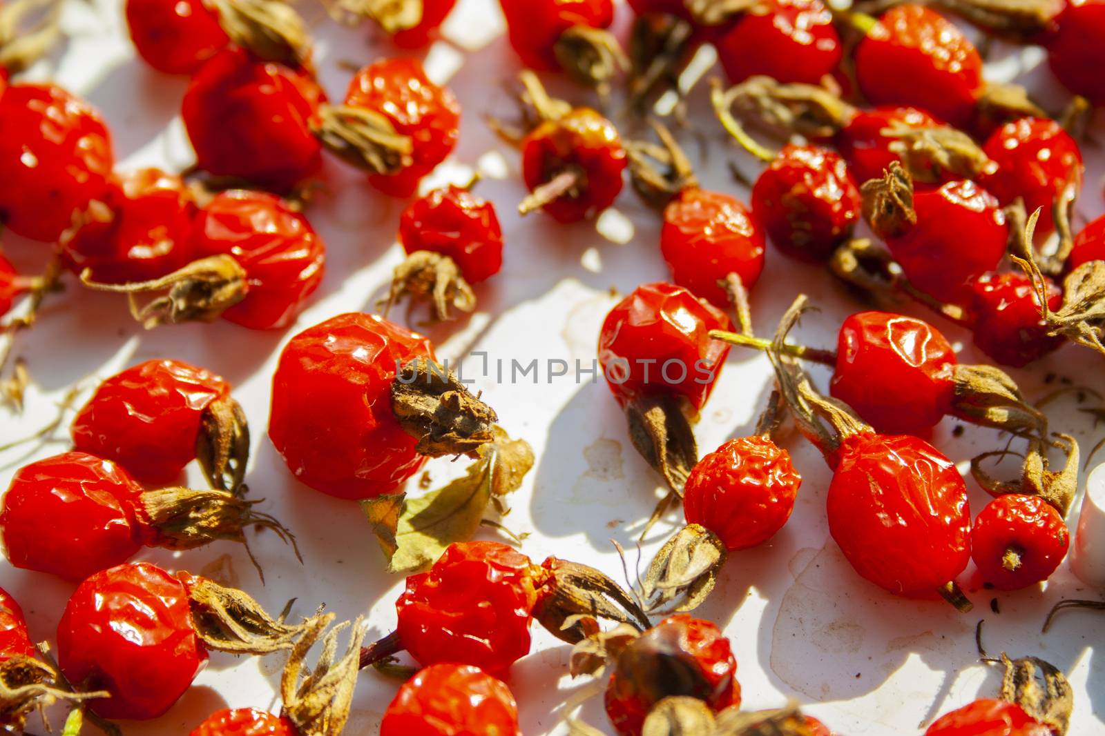 Many rose hips are dried in the sun macro close up. Healthy natural vitamin berries for tea. Natural medical antioxidant