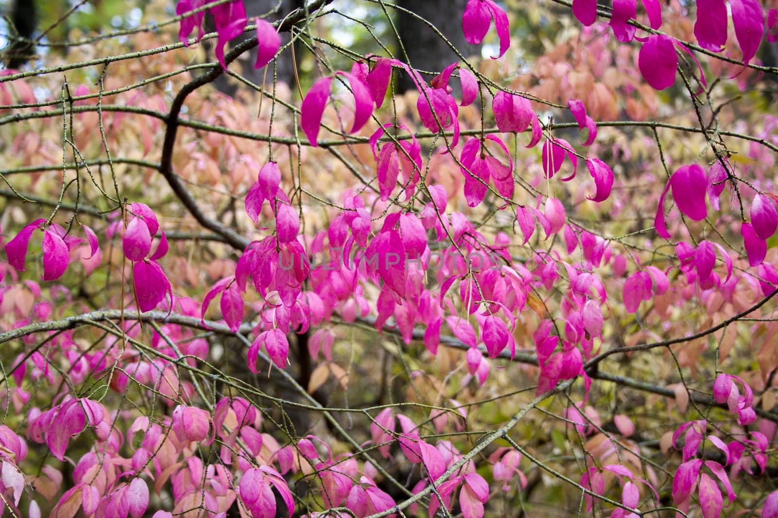 Autumn pink Leaves in the forest at cloudy day. Beautiful pink leaves