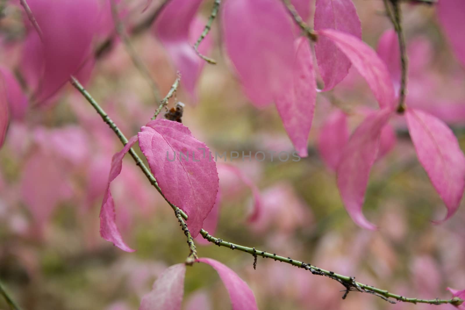 Autumn pink Leaves in the forest at cloudy day. Beautiful pink leaves