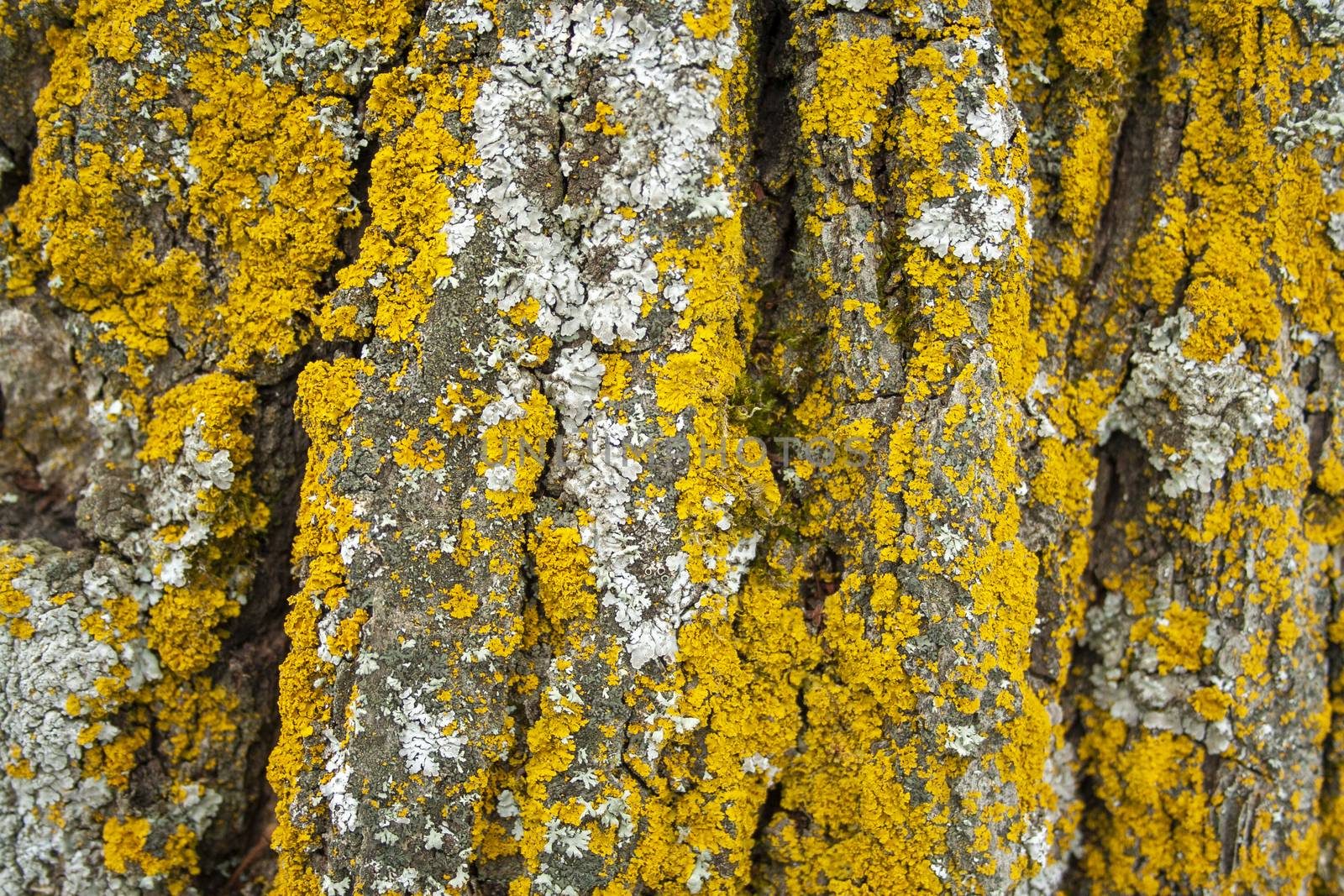 Pine tree rough texture with green moss closeup pattern