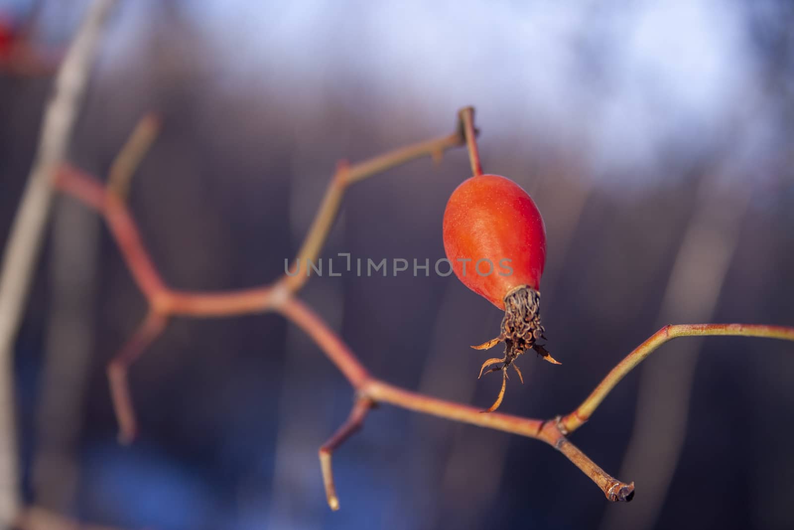 Rose hip red tasty berries hanging on branch close up. Healthy herb berries. Wild edible plants