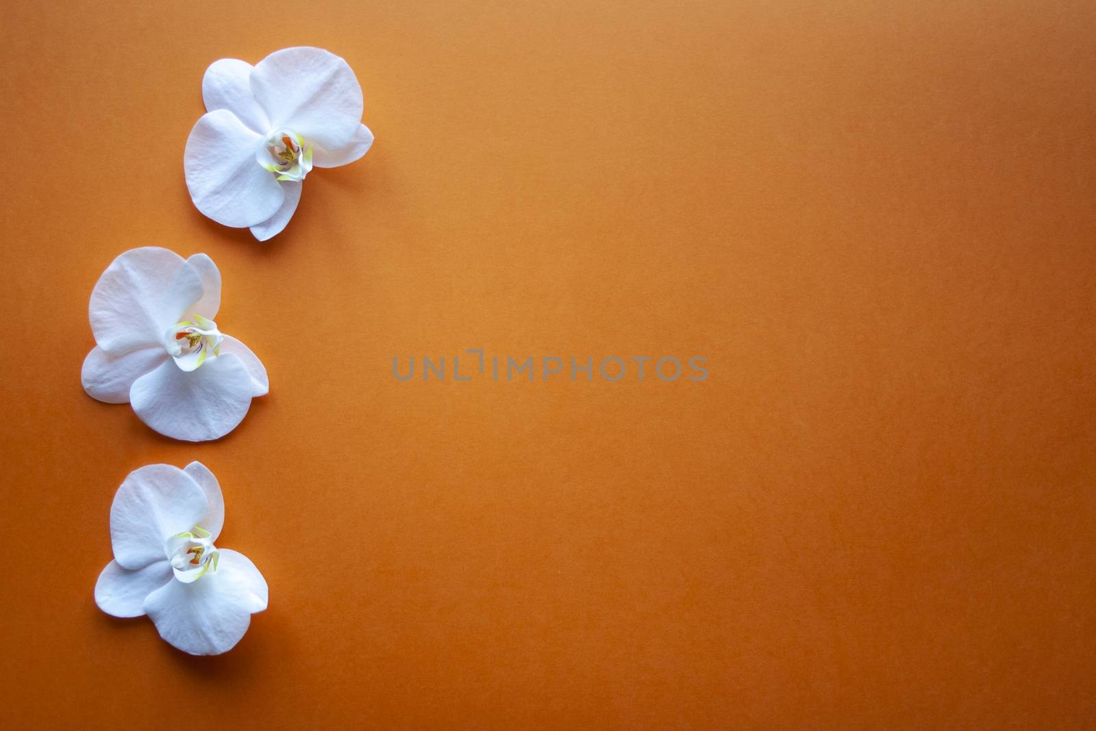 Three orchid flowers on beauty orange background top view. Backdrop with place for text, sale, design, women day, holiday, spa, cosmetics