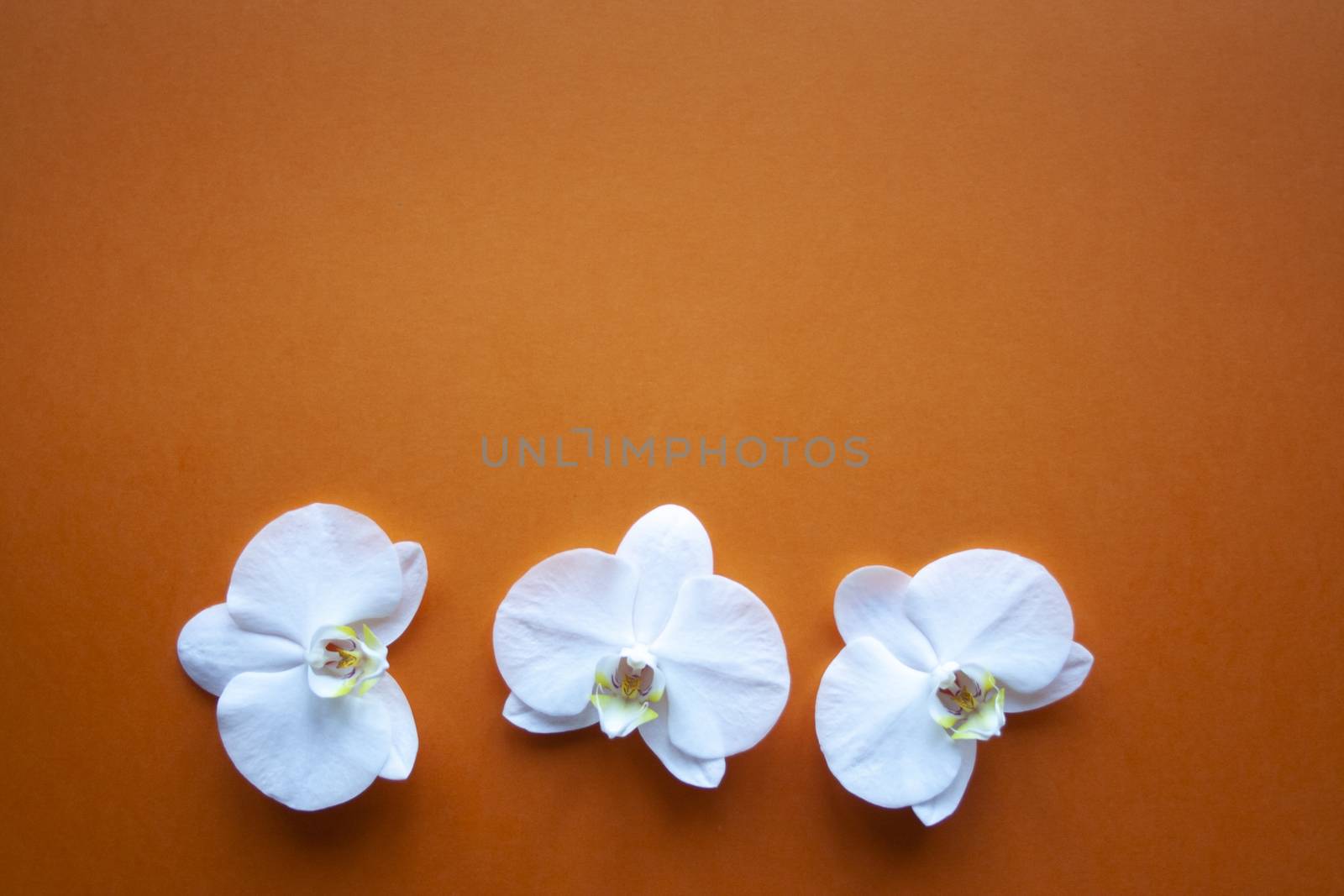 Three orchid flowers on beauty orange background top view. Backdrop with place for text, sale, design, women day, holiday, spa, cosmetics