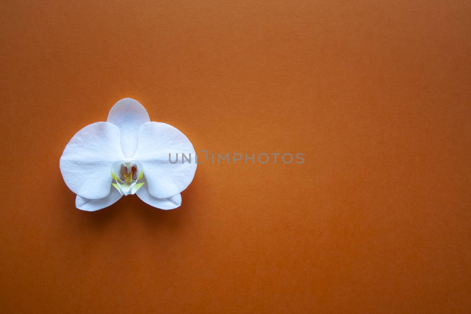 Orchid flower on beauty orange background top view. Backdrop with place for text, sale, design, women day, holiday, spa, cosmetics