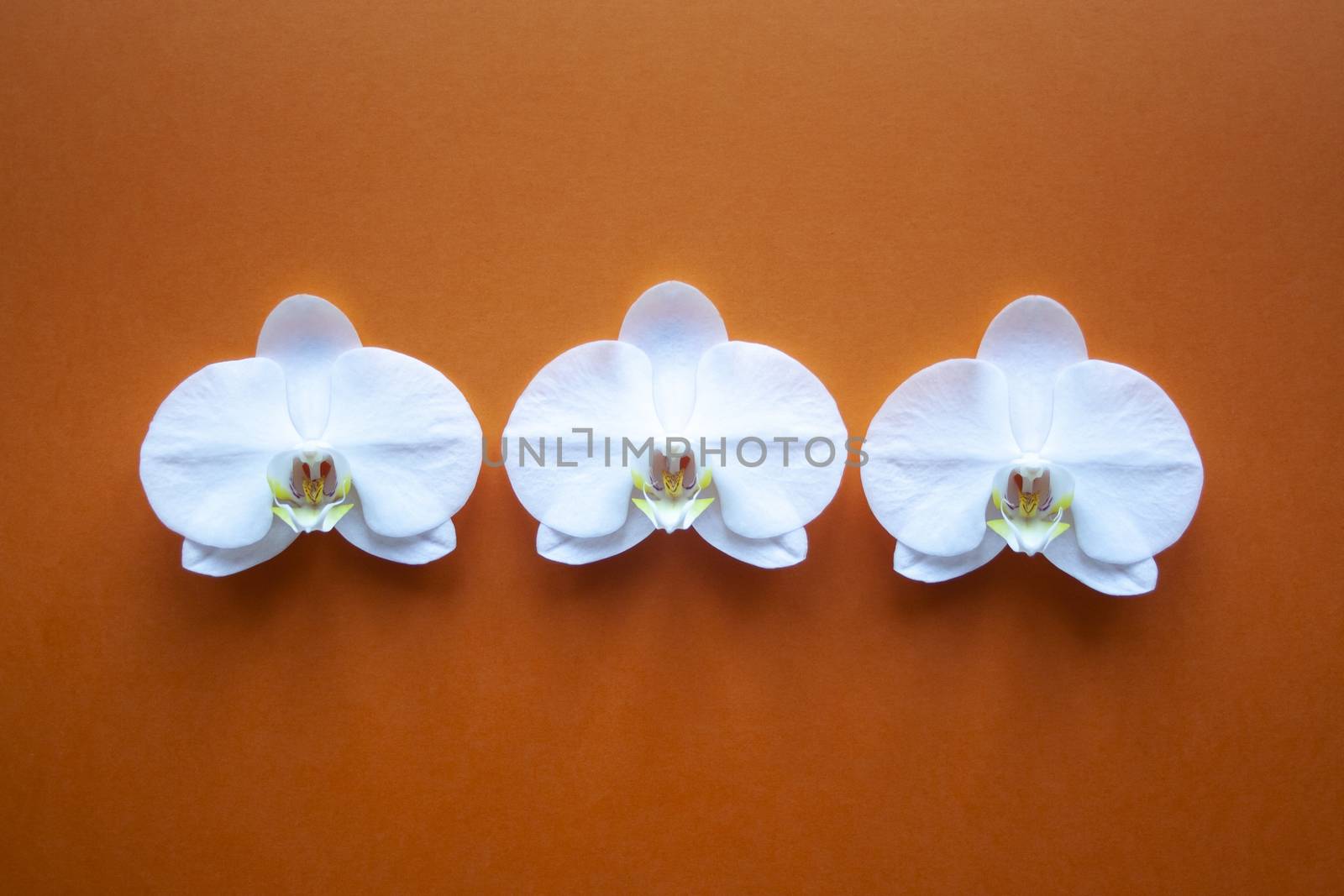 Orchid flowers on beauty orange background top view.  sale, design, women day, holiday, spa, cosmetics