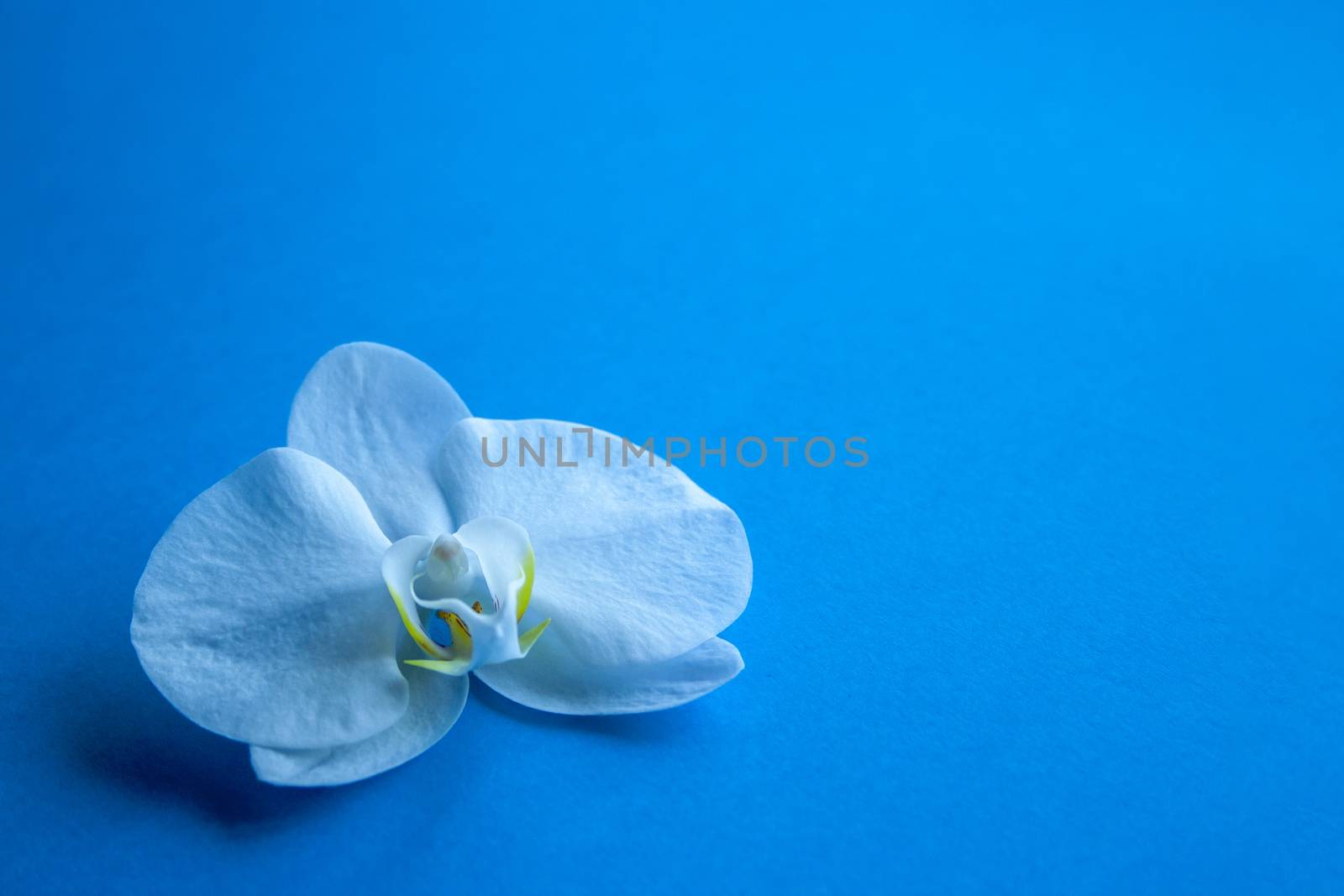 Orchid flower on trendy blue color of 2020 year background side view. Backdrop with place for text, sale, design, women day, holiday