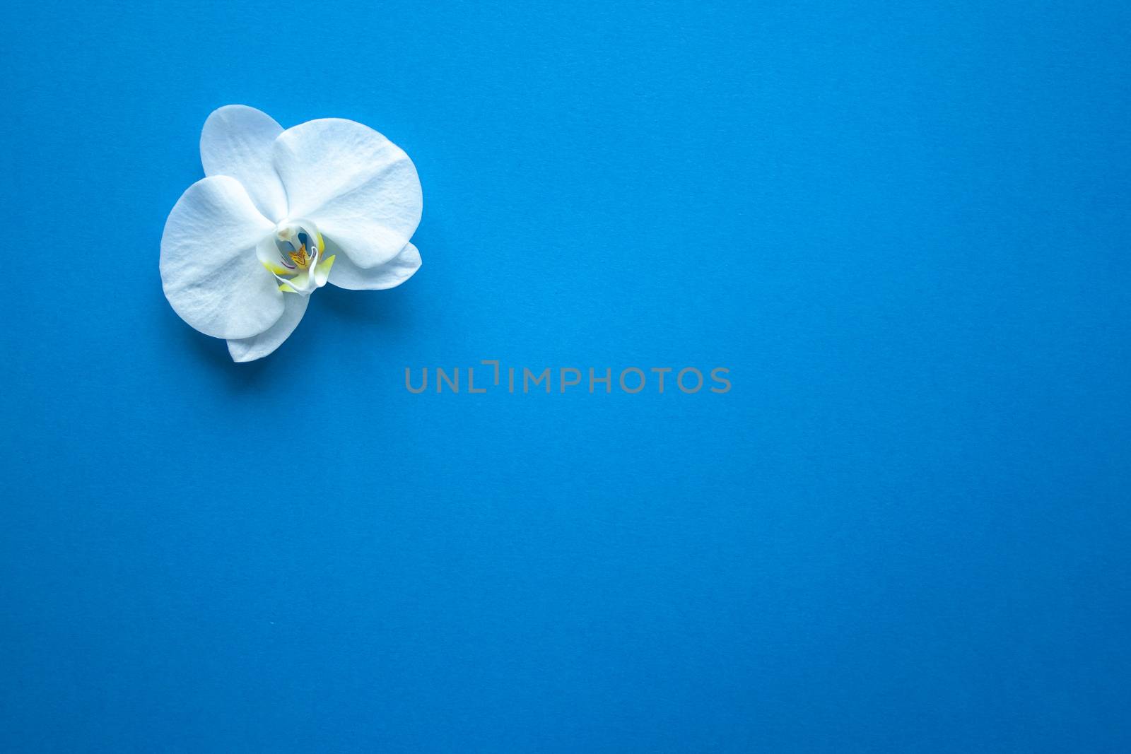 Orchid flower on trendy blue color of 2020 year background top view. Backdrop with place for text, sale, design, women day, holiday