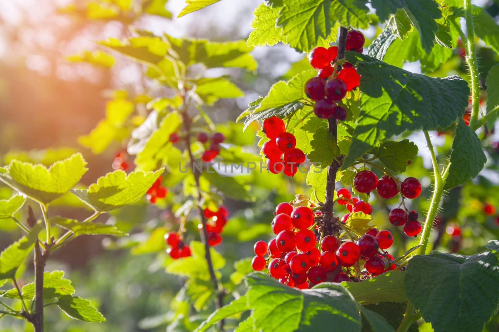 Red ripe juicy currant on the green branch at sunny day close up. Red currant bunch on sunlight. Redcurrant berries ribes rubrum. Berries of asia, europe and north america