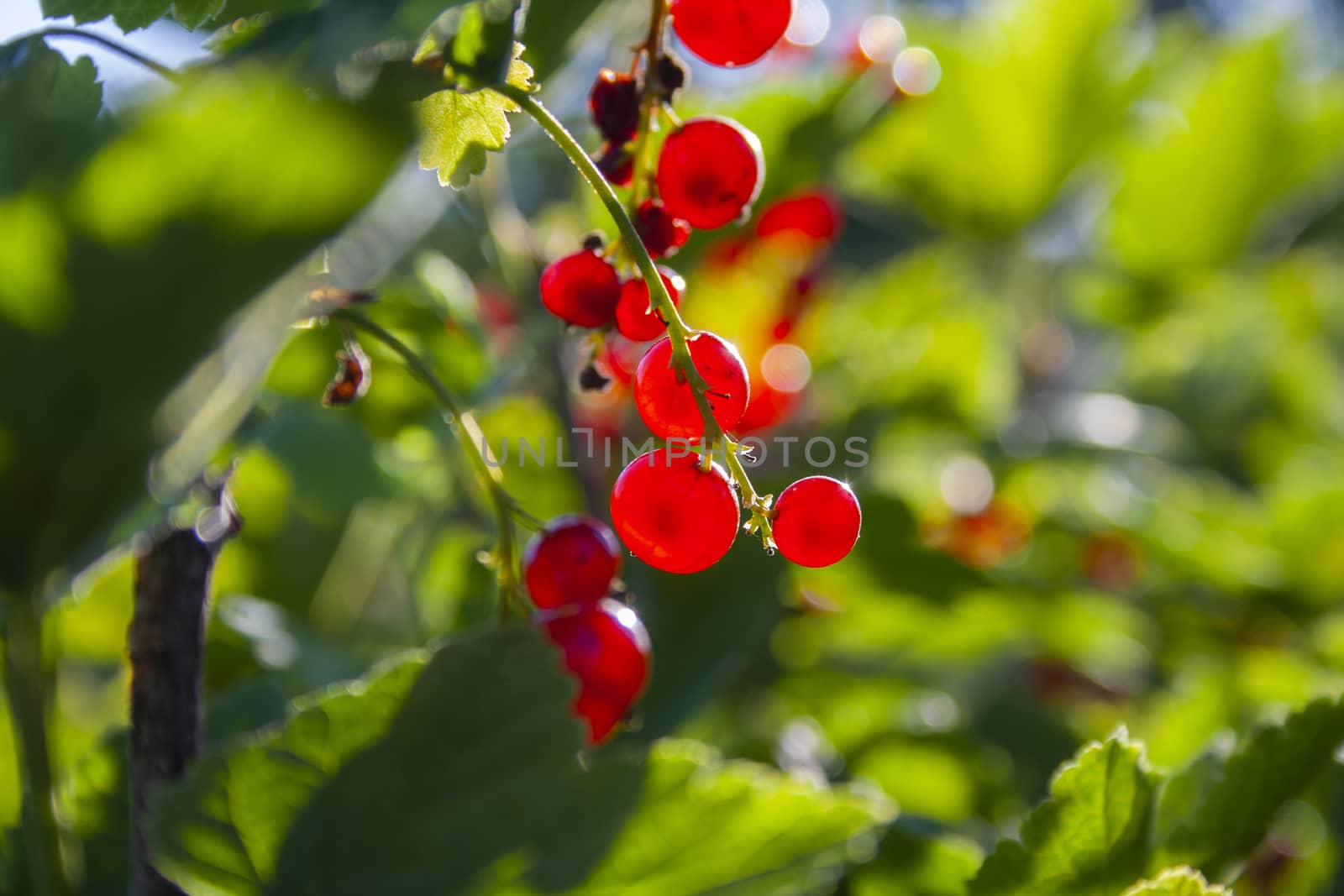 Red ripe juicy currant on the green branch at sunny day close up. Red currant bunch on sunlight. Redcurrant berries ribes rubrum. Fruits of asia, europe and north america