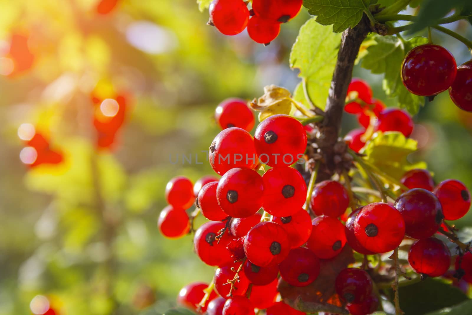 Red ripe juicy currant on the green branch at sunny day close up. Red currant bunch on sunlight. Redcurrant berries ribes rubrum. Plants of asia, europe and north america