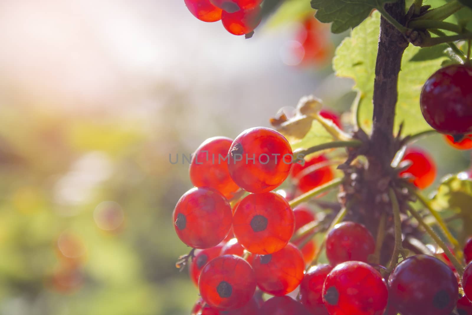 Red ripe juicy currant on the green branch at sunny day closeup. Red currant bunch on sunlight. Redcurrant berries ribes rubrum. Berries of asia, europe and north america